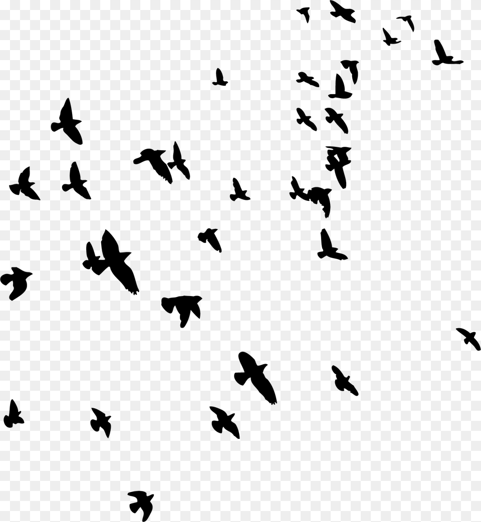 Flock, Animal, Bird, Flying, Silhouette Free Transparent Png