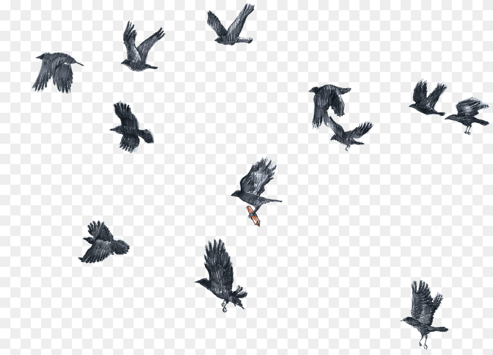 Flock, Animal, Bird, Flying, Mammal Png Image