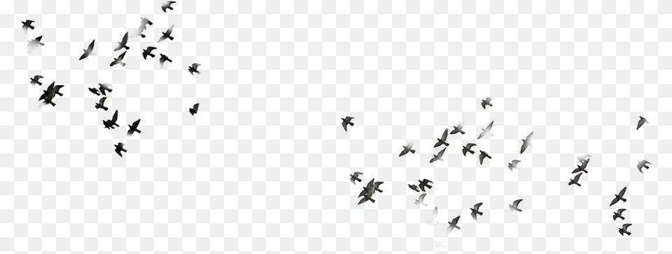 Flock, Animal, Bird, Flying Free Transparent Png