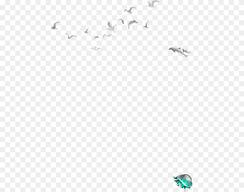 Flock, Animal, Bird, Flying, Accessories Free Transparent Png