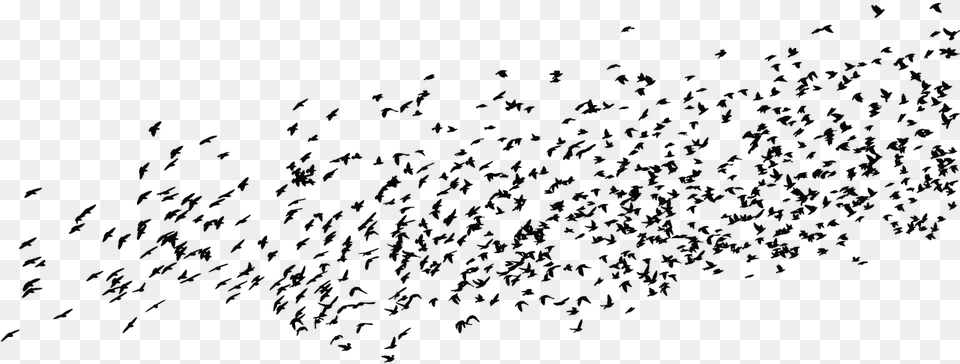 Flock, Gray Png