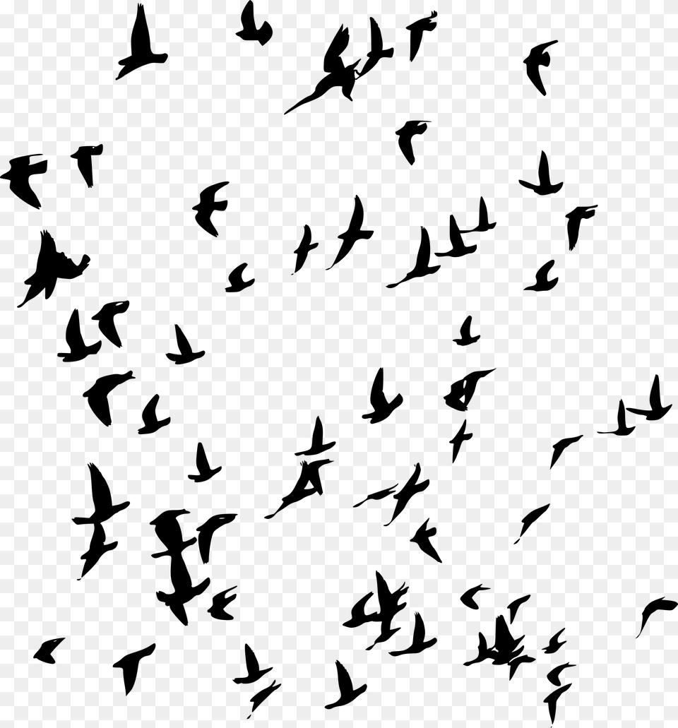 Flock, Gray Png Image