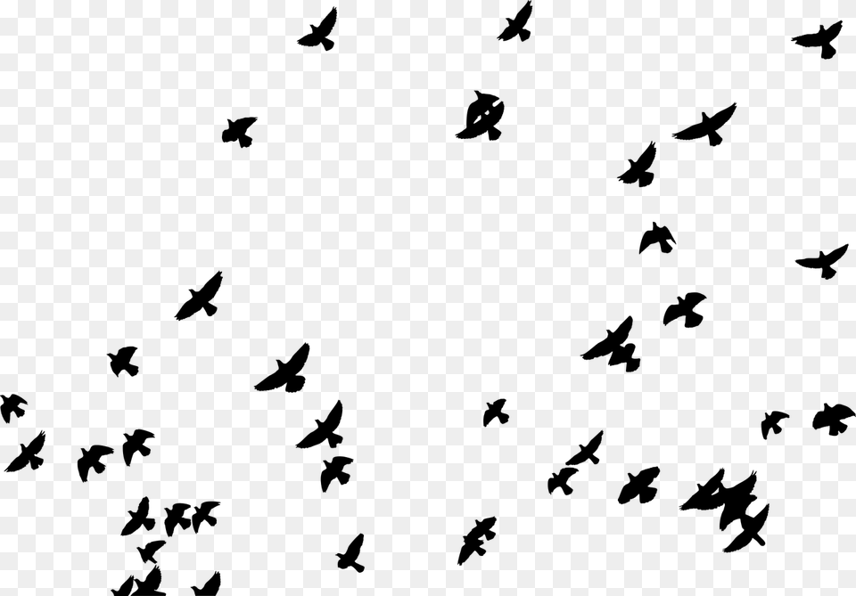 Flock Birds Animals Pigeons Flying Silhouette Picsart Sticker, Gray Free Png