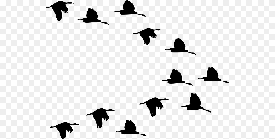 Flock Ducks Birds Animals Flying Silhouette Svg Flock Of Birds Clipart, Gray Png Image