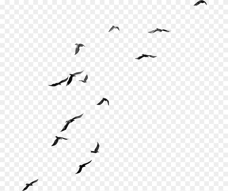 Flock Flock Of Birds, Gray Free Png Download