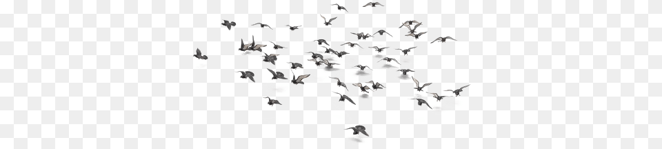 Flock Of Bird Photo Image Play Flock, Graphics, Art, Floral Design, Pattern Png