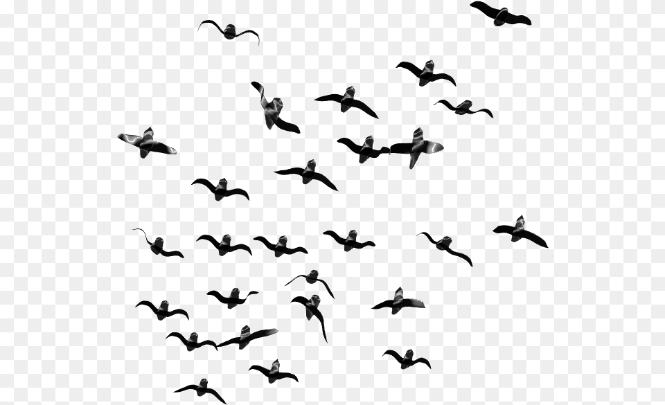 Flock Of Birds, Silhouette, People, Person, Baby Free Png Download