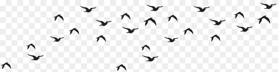 Flock Of Birds Clipart, Gray Free Png Download