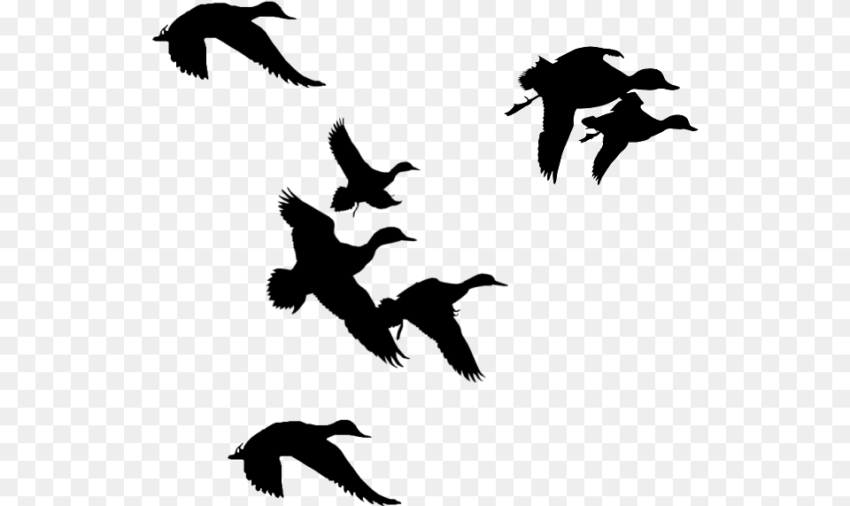 Flock Of Birds Clipart Branch Clip Art Ducks Flying Silhouette, Gray Free Transparent Png