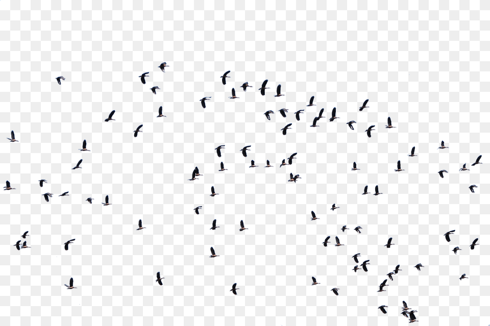 Flock Of Birds Cut Out, Animal, Text, Person, Bird Free Transparent Png