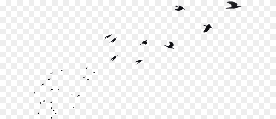 Flock Of Birds Flock, Animal, Bird Free Png Download