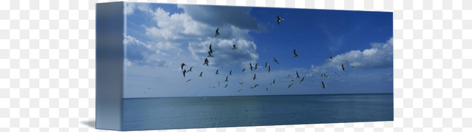 Flock Of Birds Flying Over A Sea By Panoramic Images Current, Animal, Azure Sky, Bird, Sky Free Png