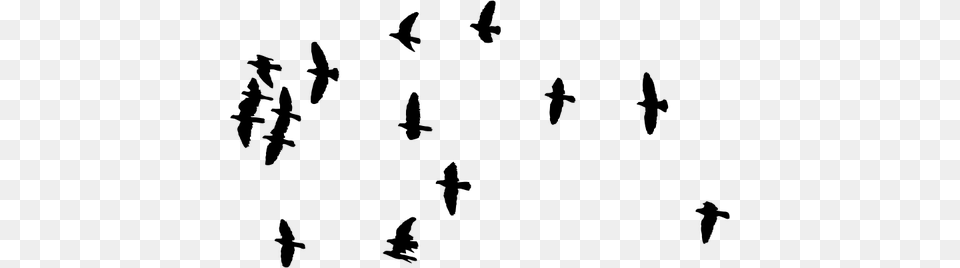 Flock Of Birds Image Silhouette Of Flock Birds, Gray Free Png Download