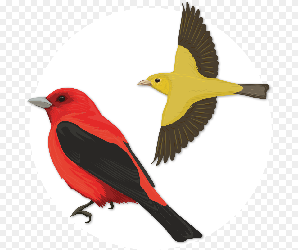 Flock Of Birds Scarlet Tanager Vippng Pajaro Escarlata, Animal, Bird, Finch, Canary Free Png Download