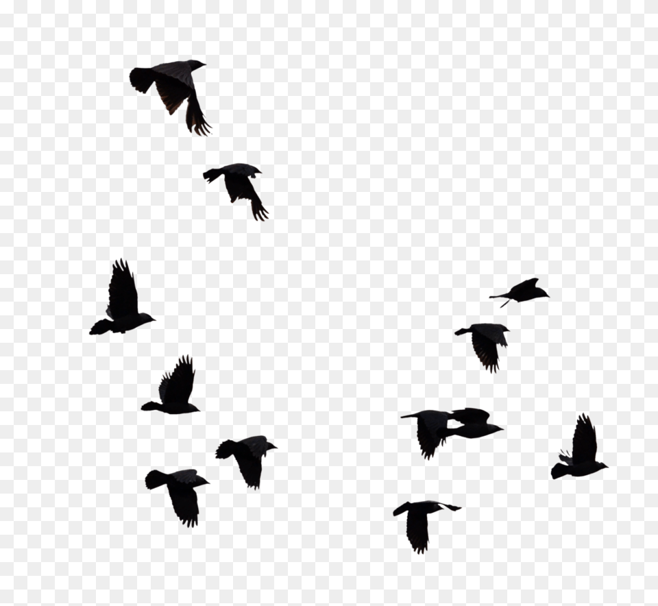 Flock Of Birds Silhouette, Animal, Bird, Flying, Mammal Png Image