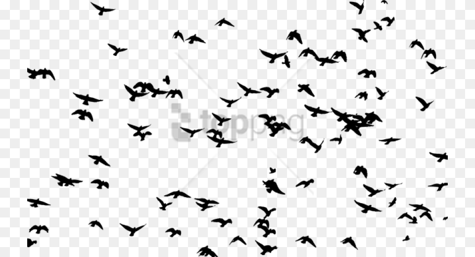 Flock Of Birds Transparent, Animal, Bird, Flying, Person Free Png Download