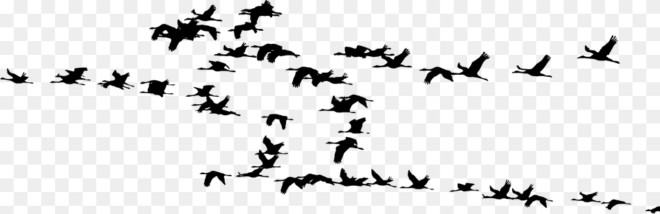 Flock Of Cranes Silhouette Clip Arts Flock Of Cranes Silhouette, Gray Free Png Download