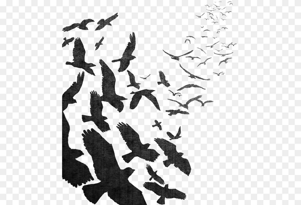 Flock Of Crow Flock Of Birds Flying, Animal, Bird, Silhouette Free Png