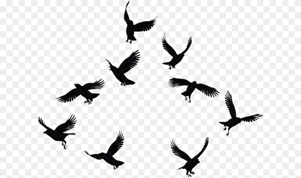 Flock Of Crows, Animal, Bird, Flying, Silhouette Png