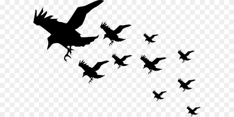Flock Of Crows Clipart, Gray Free Png Download