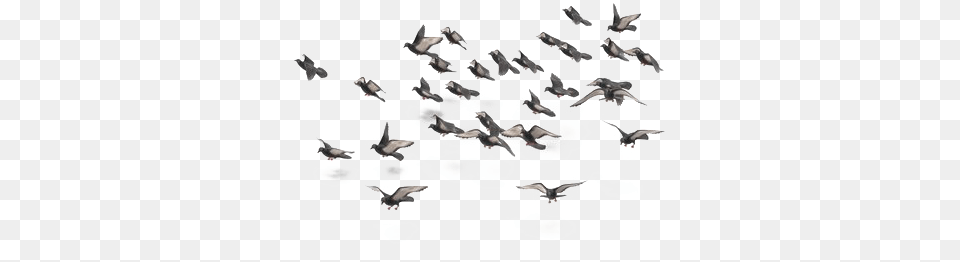 Flock Of Doves, Animal, Bird, Flying Free Transparent Png