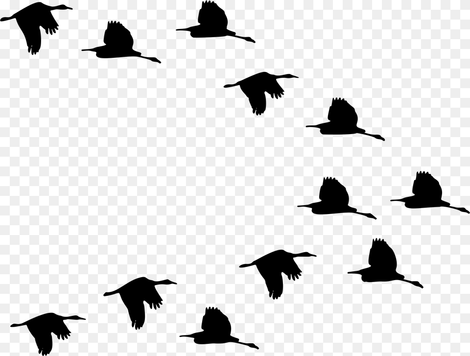 Flock Of Ducks Clipart, Gray Free Png