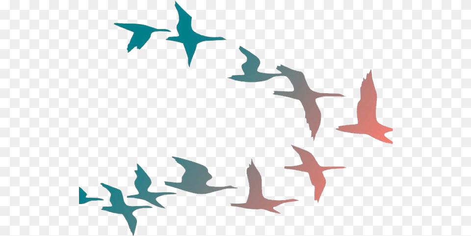Flock Of Flying Bird Birds Flying Clipart Transparent Background, Animal Free Png Download