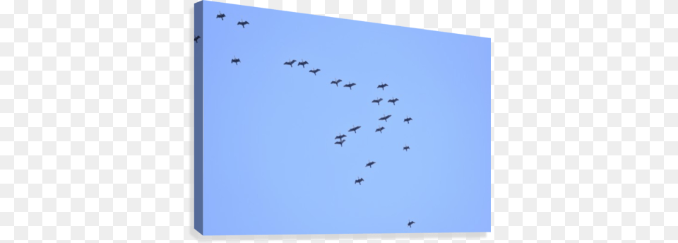 Flock Of Geese 2 Canvas Print Flock, Animal, Bird, Flying, Aircraft Png Image