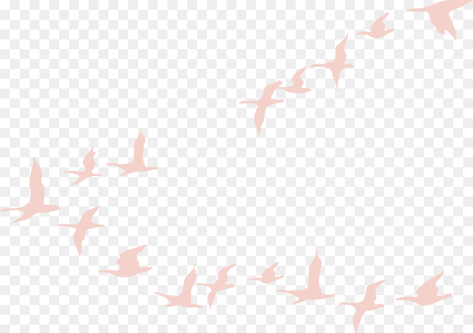 Flock Of Geese, Animal, Bird, Flying Free Transparent Png