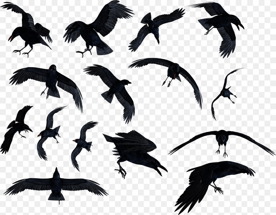 Flock Of Ravens, Animal, Bird, Flying, Blackbird Png Image