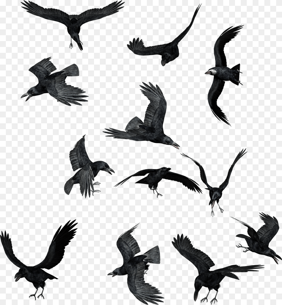 Flock Of Ravens, Animal, Bird, Flying, Vulture Free Transparent Png