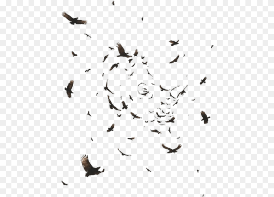 Flock Of Ravens Flying, Animal, Bird, Paper Free Png