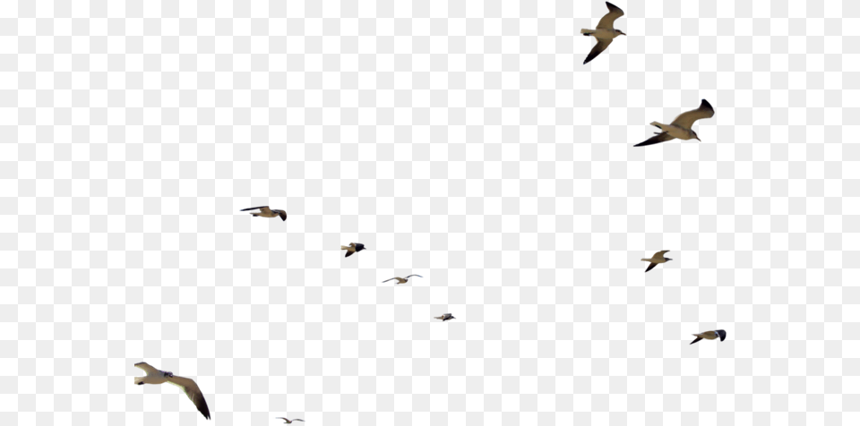 Flock Of Seagulls, Animal, Bird, Flying, Seagull Free Png Download