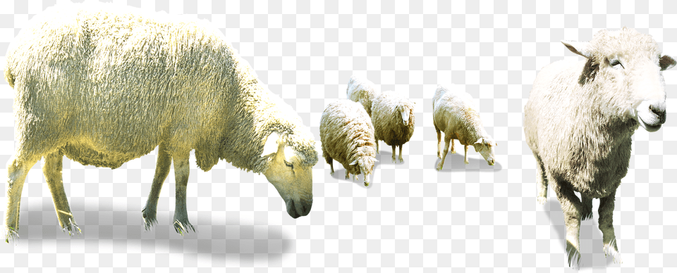 Flock Of Sheep Sheep Herd, Animal, Livestock, Mammal Free Transparent Png