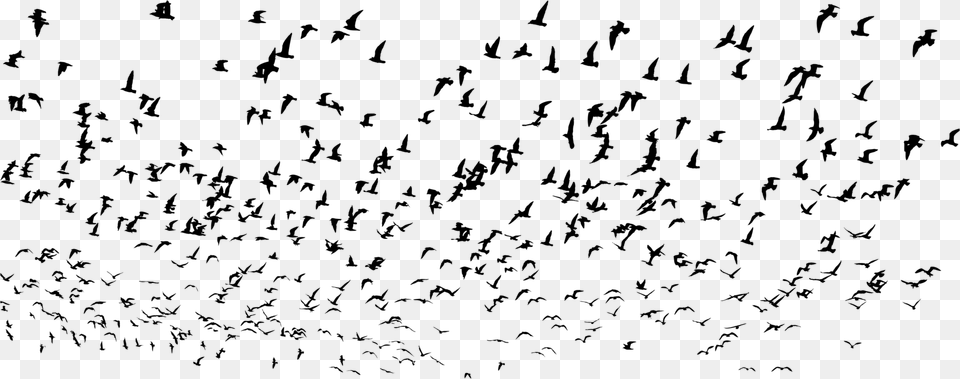 Flockbird Migrationanimal Migration Flock, Gray Free Png Download