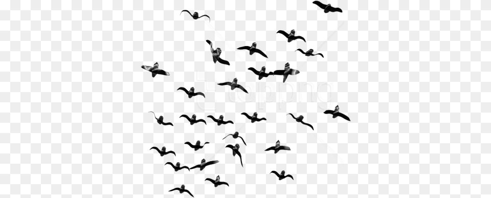 Flockbird Migrationbirdanimal Migrationskyblack Flock Of Birds Flying, People, Person, Concert, Crowd Free Png