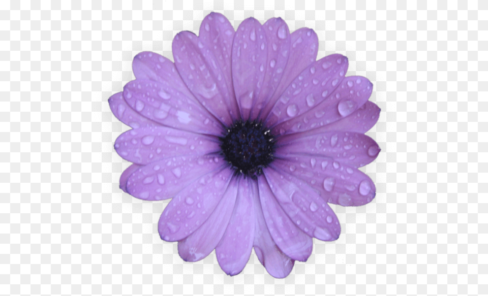 Flor, Daisy, Flower, Petal, Plant Free Png