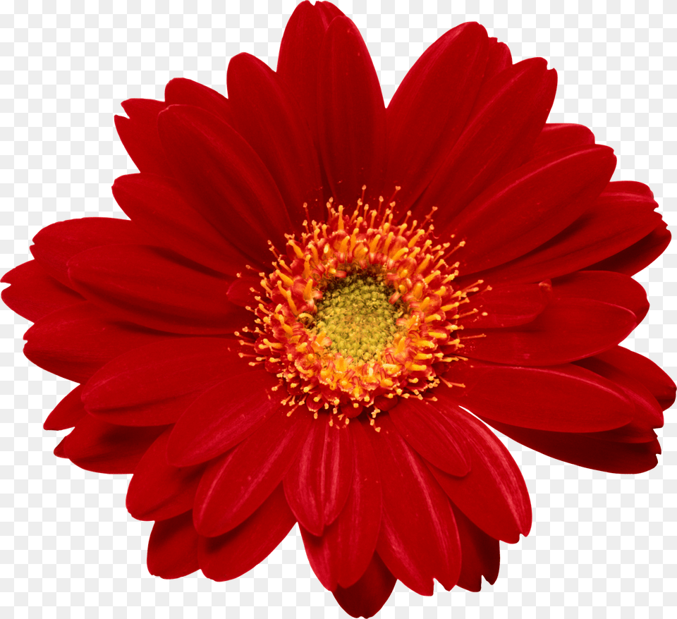 Flor, Dahlia, Daisy, Flower, Petal Free Png