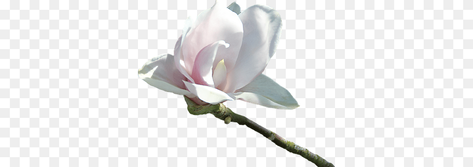 Flor Blanca, Flower, Plant, Petal, Bud Free Transparent Png
