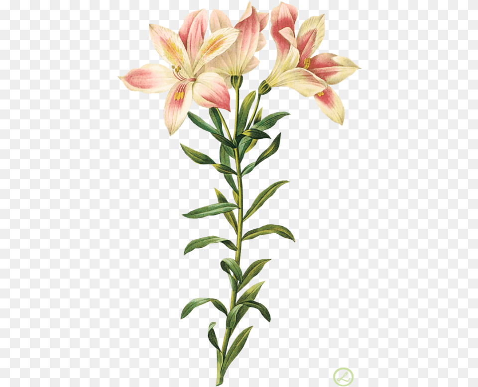 Flor By Eross 666 Alstroemeria Botanical, Flower, Plant, Lily, Petal Free Png Download