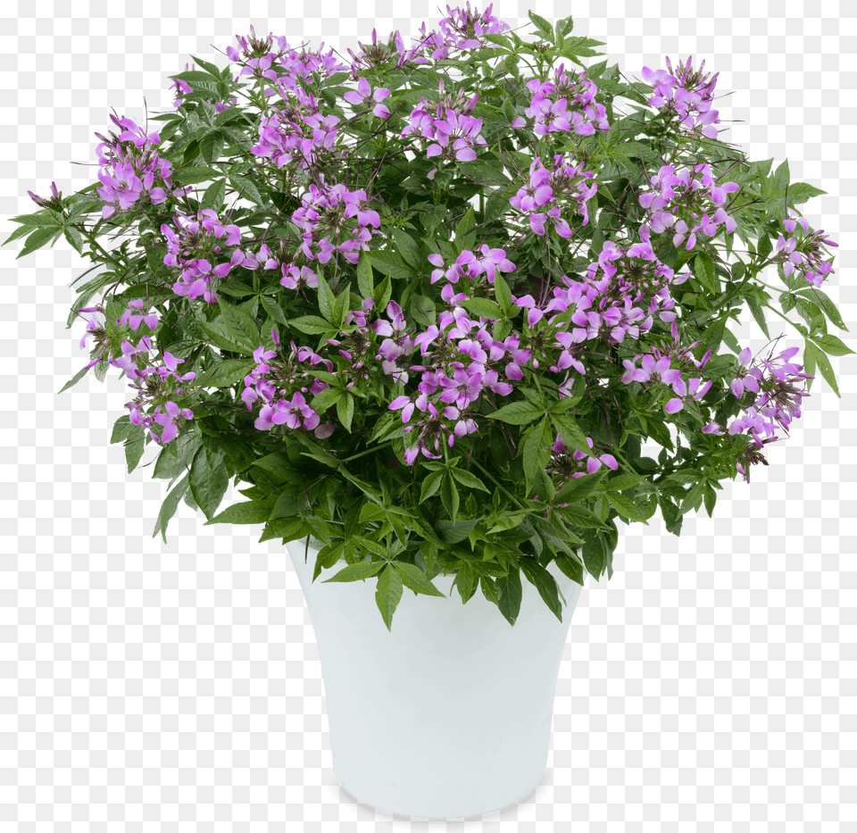 Flor Clio, Flower, Geranium, Plant, Pottery Png