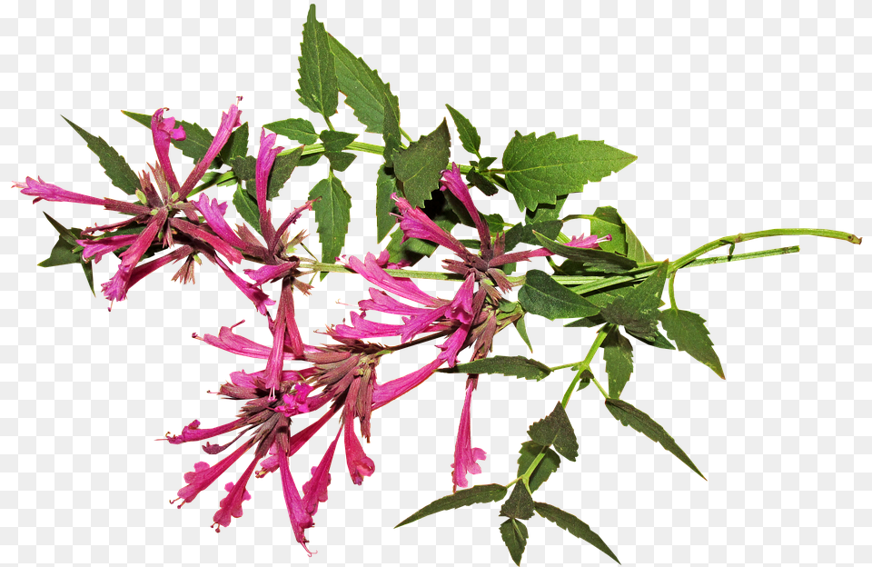 Flor De Anis, Acanthaceae, Flower, Herbal, Herbs Png Image