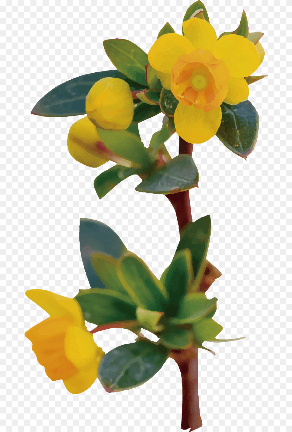 Flor De Calafate Dibujo, Daffodil, Flower, Plant, Leaf Free Transparent Png