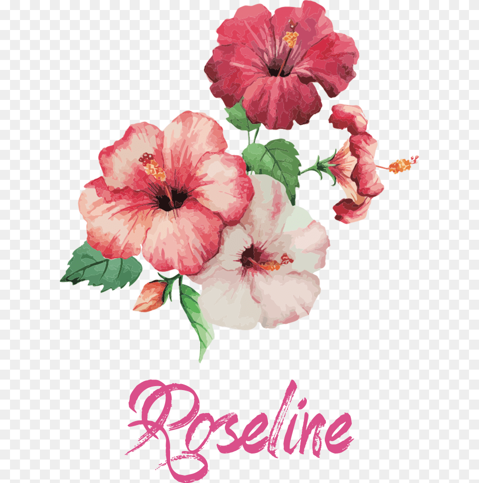 Flor De Hibisco Vetor, Flower, Plant, Hibiscus, Rose Png