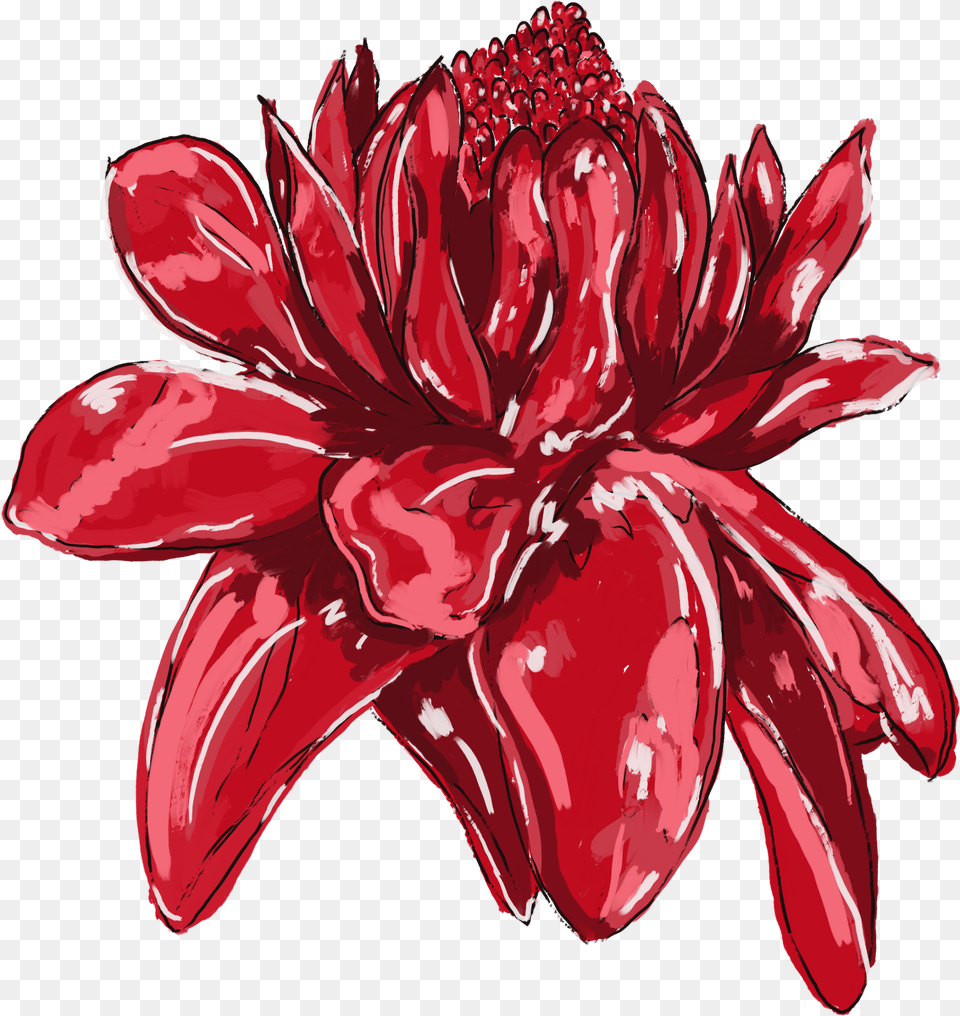 Flor De Jamaica Dibujo, Dahlia, Flower, Petal, Plant Png Image