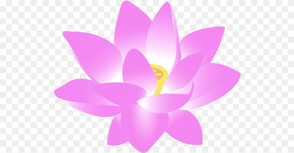 Flor De Lotus Flower Whatsapp Dp, Plant, Petal, Lily, Appliance Free Transparent Png