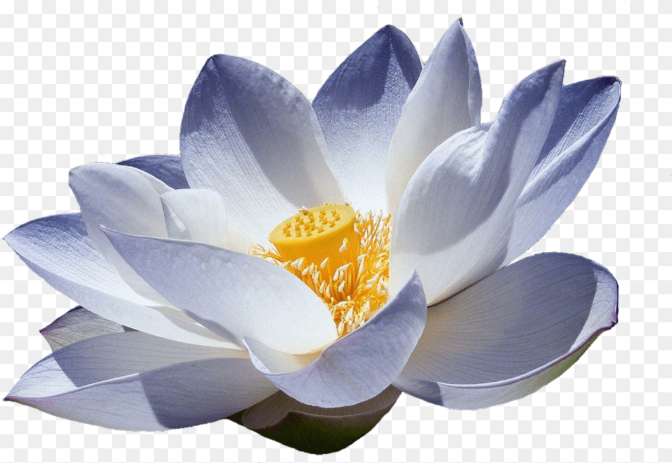 Flor De Lotus Japanese Lotus Flower White Blue Water Lily, Anemone, Plant, Petal, Pollen Free Transparent Png