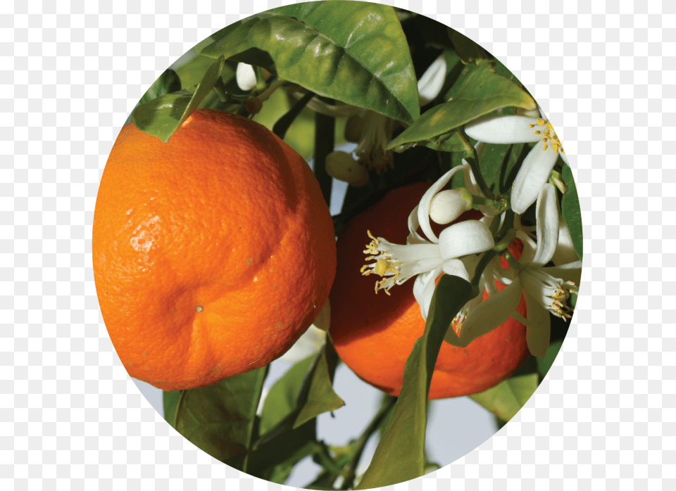 Flor De Mandarina, Citrus Fruit, Food, Fruit, Grapefruit Free Png