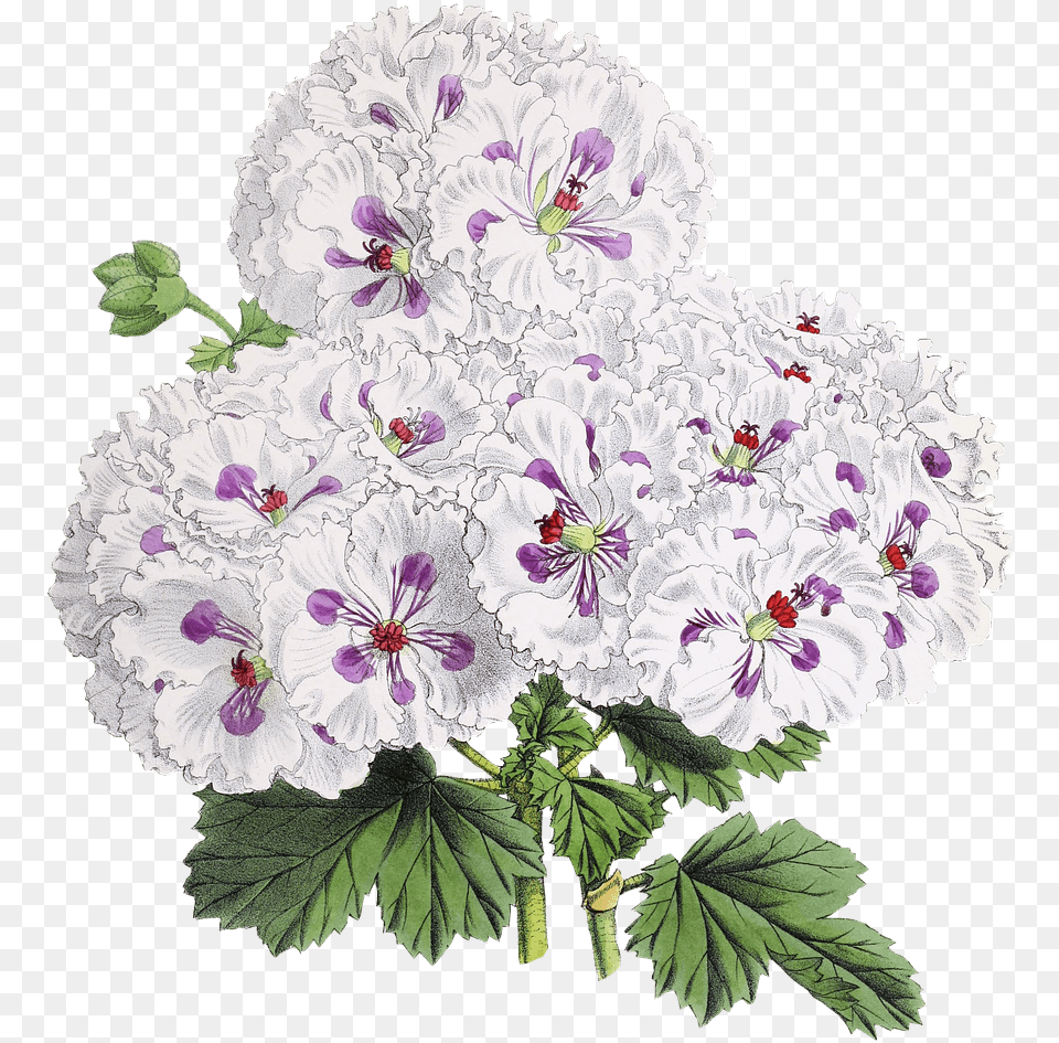 Flor Dibujo Japanese Flowers Drawing Transparent, Flower, Geranium, Plant Png