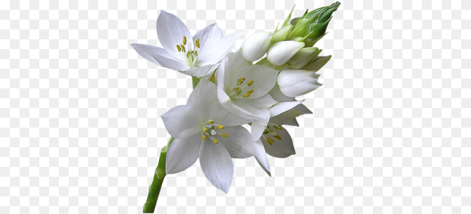 Flor Fleur Blanche, Anther, Flower, Plant, Petal Free Png Download